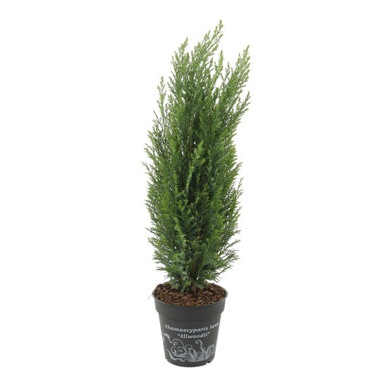 Chamaecyparis Lawsoniana Ellwoodii : pot d.13cm