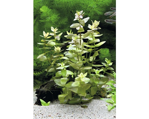 Grote dikke bladeren - Bacopa caroliniana emers
