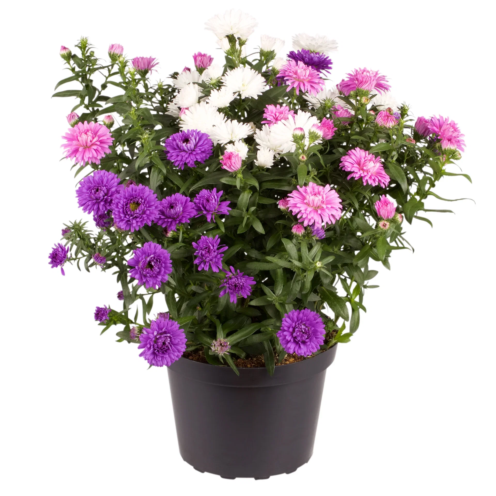 Symphyotrichum novi-belgii Aster miks Ø14 cm