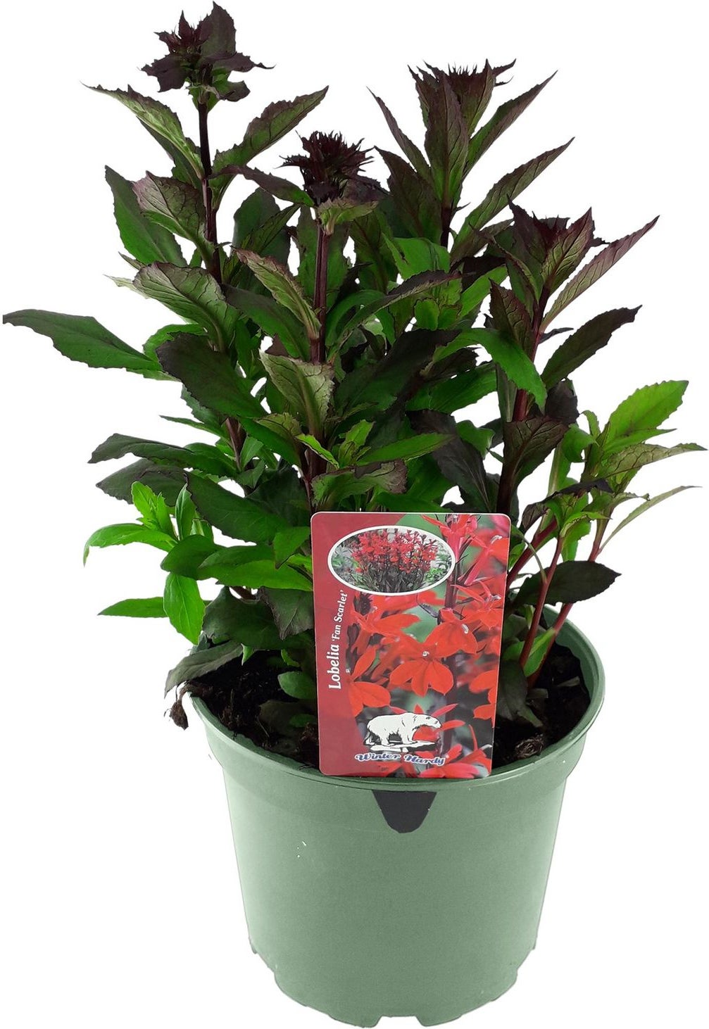 Lobelia (Lobelia speciosa 'Fan Scarlet') D 17 H 45 cm