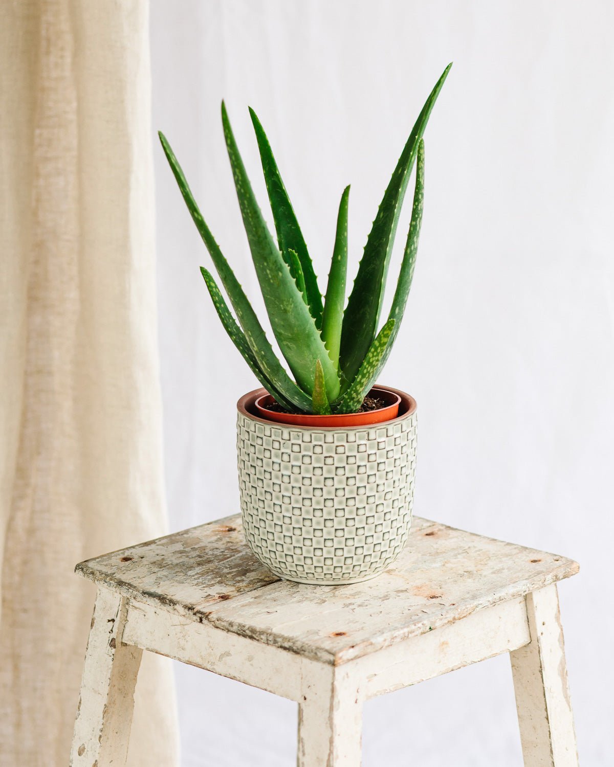 Plante d'intérieur - aloe vera barbadensis 35.0cm