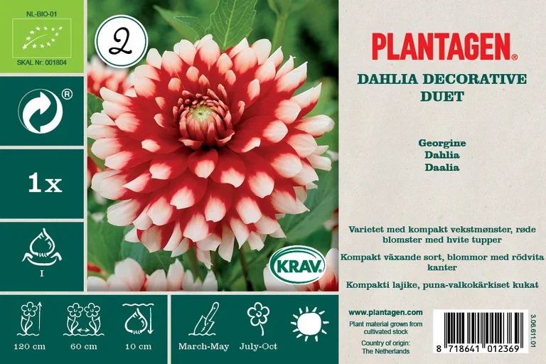 Plantagen Georgine ‘Duet’