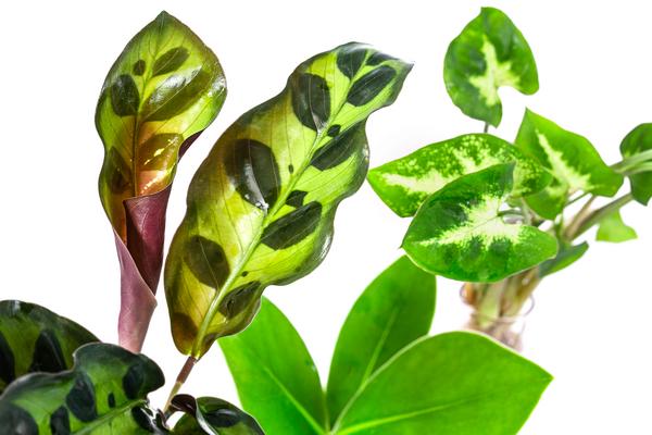 Waterplant-Set in Reagenzgläsern, 3-teilig