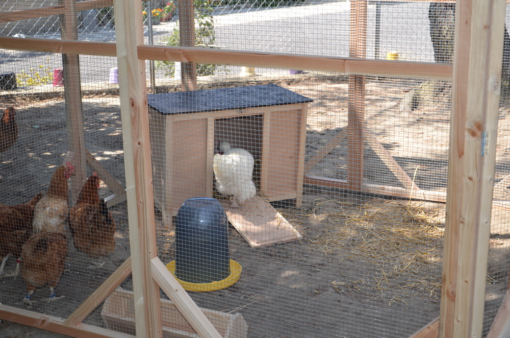 Pondoir émile s douglas 78x42x56 cm pour 2 à 3 poules
