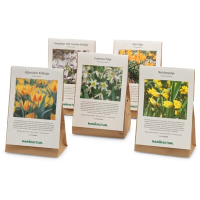 Wildtulpen-Mischung