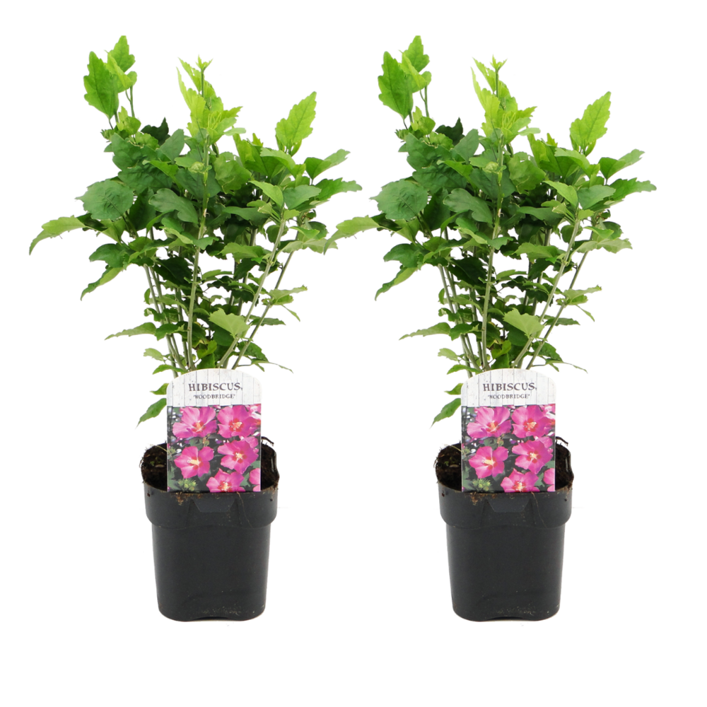 Hibiscus syriacus - 'woodbridge' - lot de 2 - pot 17cm - hauteur 25-40cm