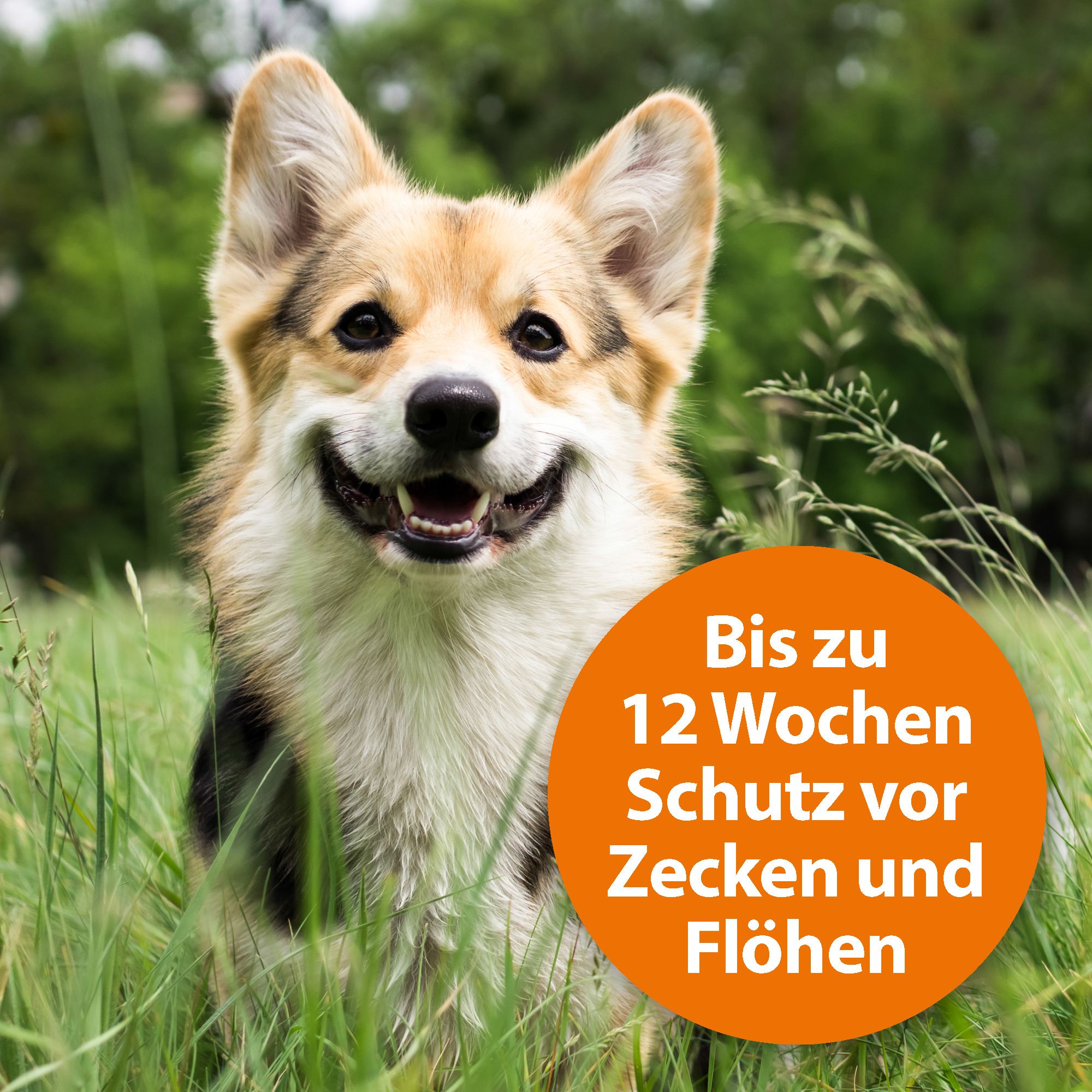 ARDAP® Spot-On für große Hunde