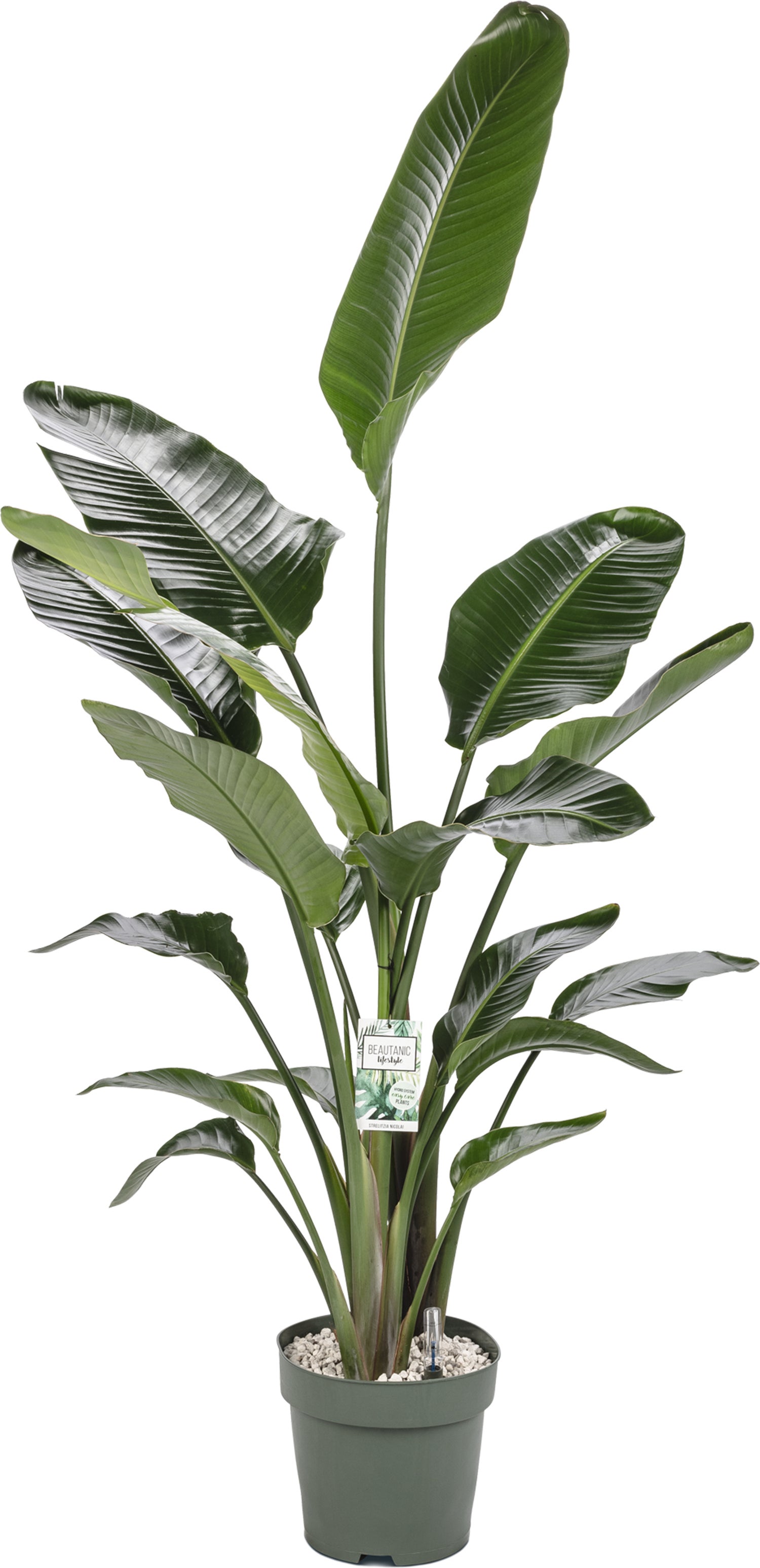 Paradijsvogelplant (Strelitzia nicolai) D 27 H 150 cm