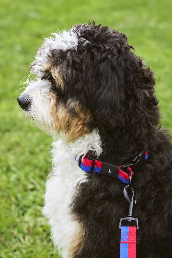 Hay HAY Dogs Collar Flat-S/M-Red, blue