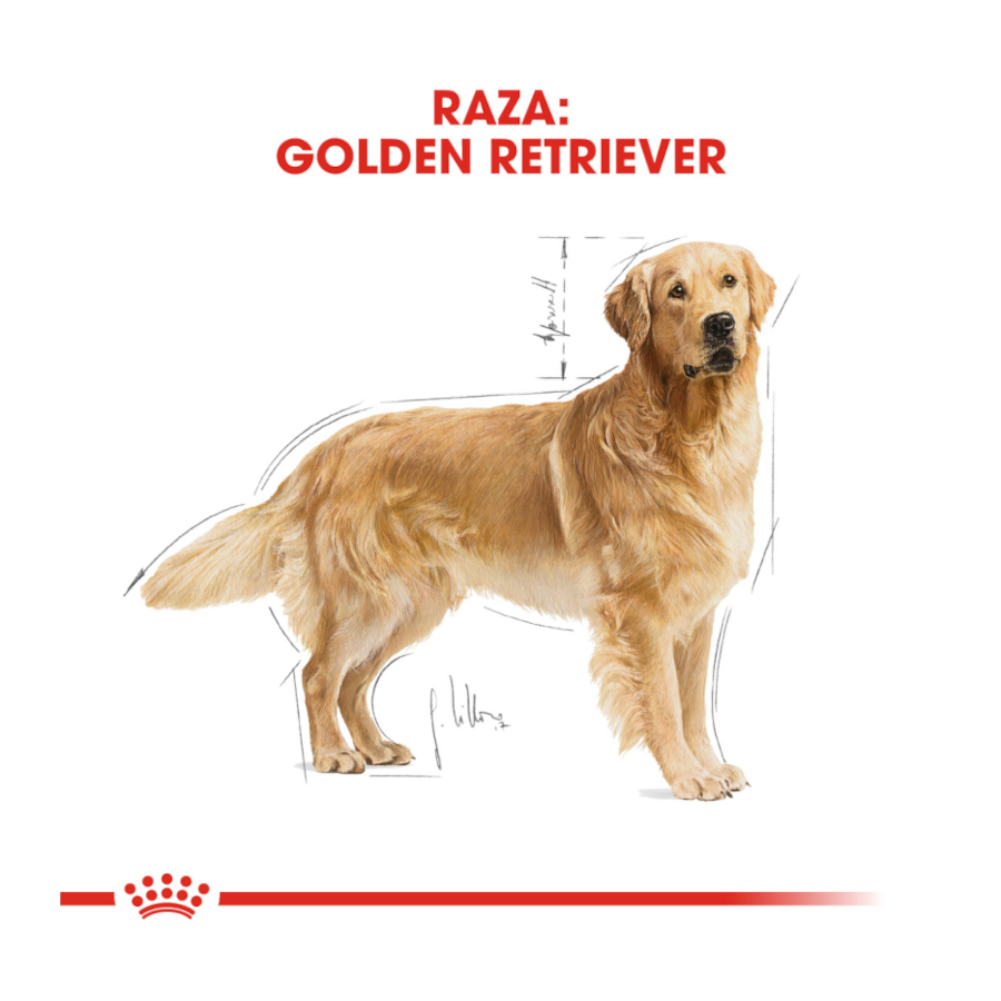 Ração Royal Canin Adult Golden Retriever para cães