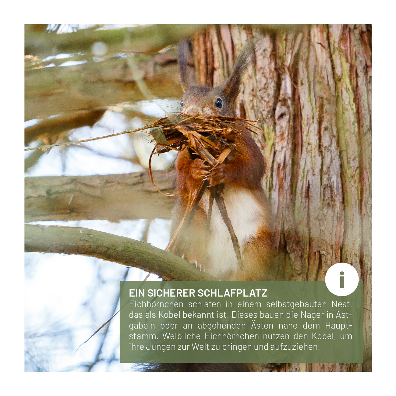 wildtier liebe Eichhörnchen Kobel