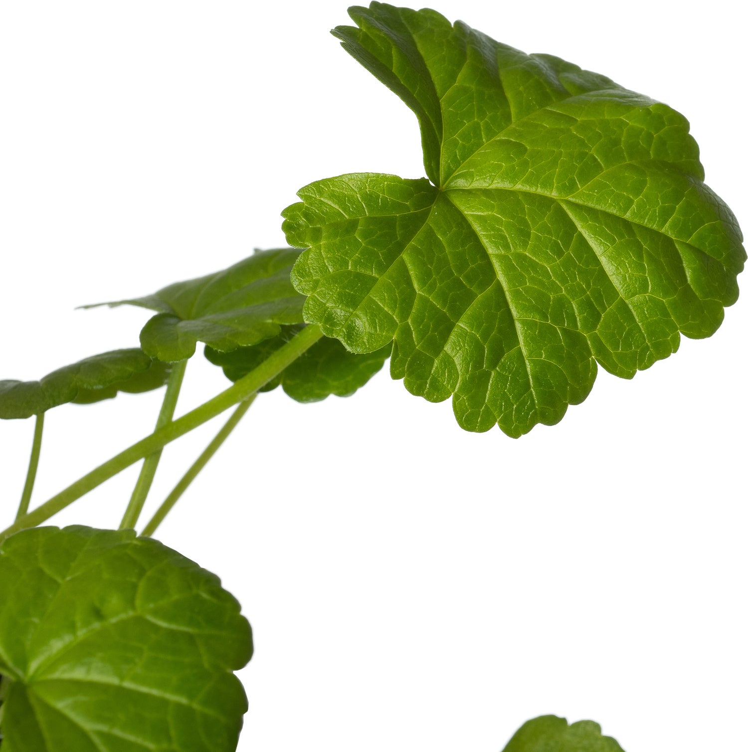 Muskuskaasjeskruid (Malva moschata) D 11 H 10 cm