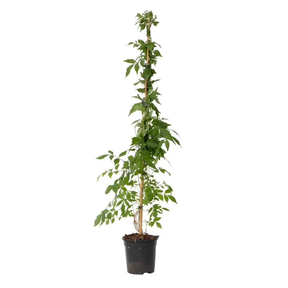 Trompetbloem - Campis radicans 'Flava' - Hoogte 110-120cm - ⌀17cm