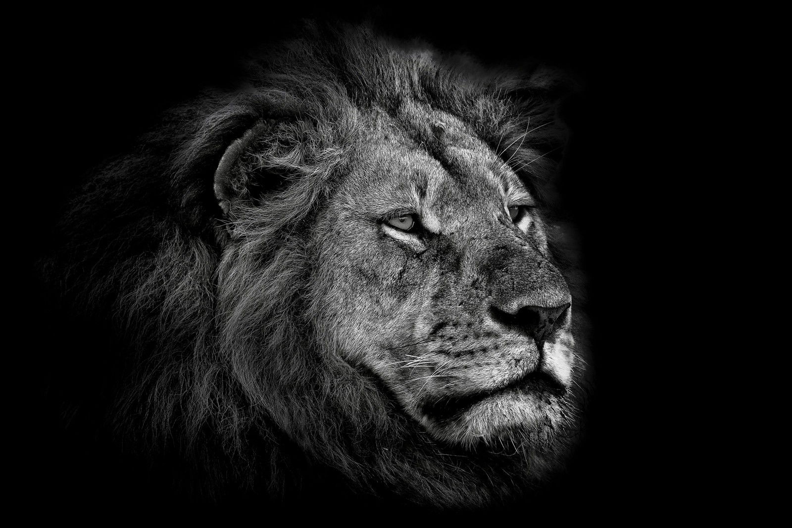 Leo by Claudio Gotsch - Limited Edition. Edition of: 150. Signed.