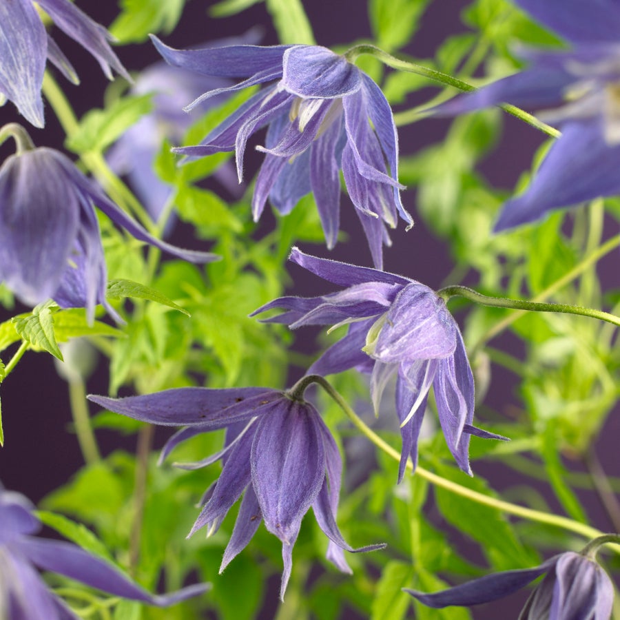 Bosrank (Clematis macropetala 'Maidwell Hall') D 16 H 75 cm
