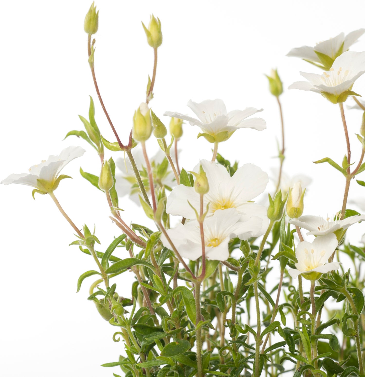 Zandkruid (Arenaria montana) D 9 H 10 cm