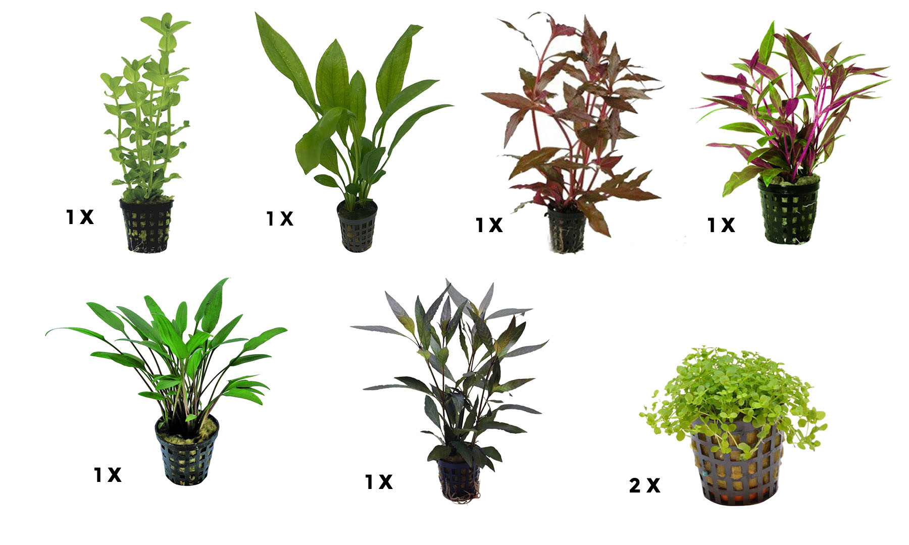 AquastoreXL Plantenpakket Medium 3 | Aquariumplanten