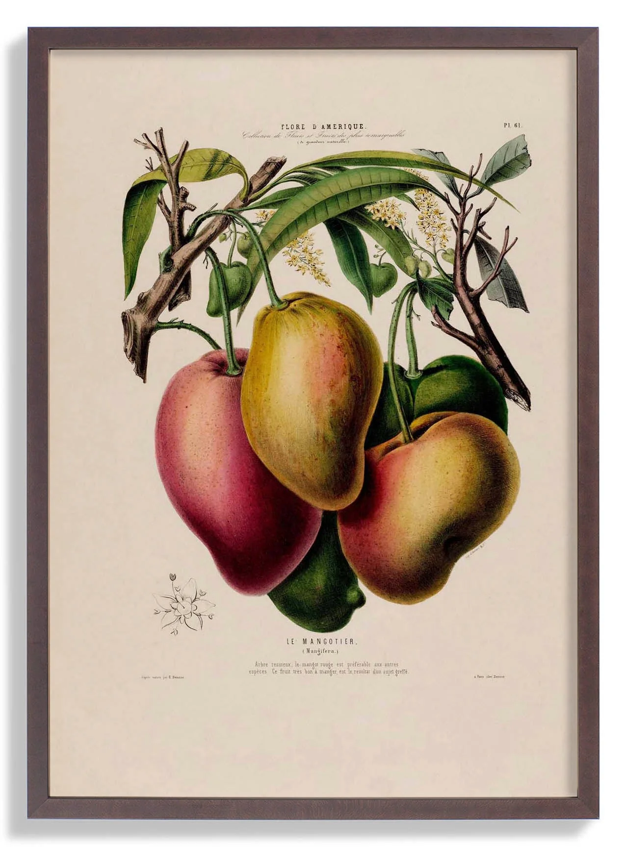 Le Mangotier