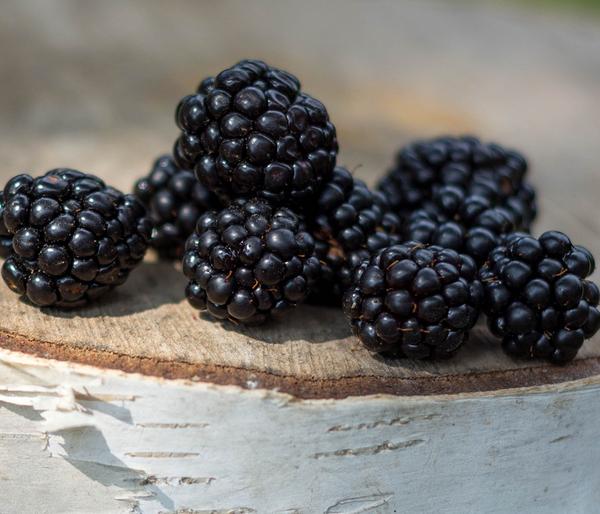 Dehner Gourmet Garten Brombeere 'Triple Crown'