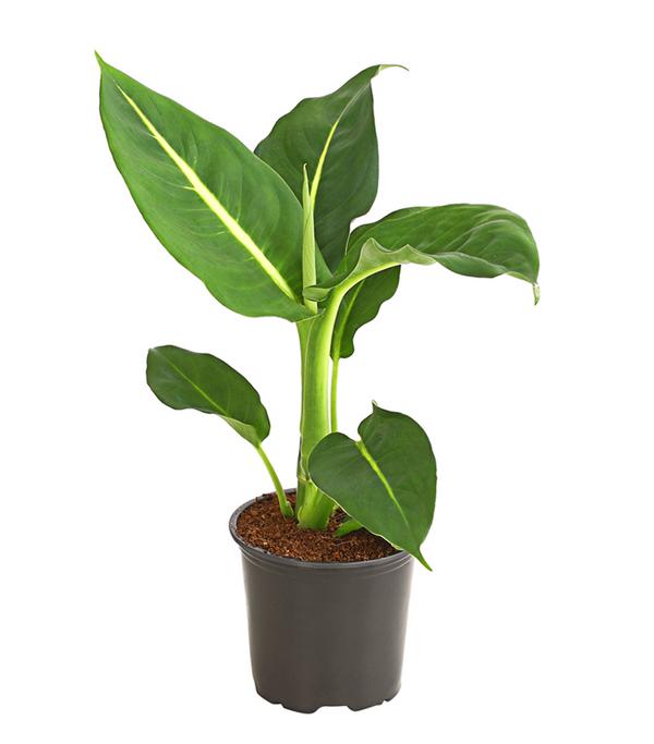 Dieffenbachie - Dieffenbachia maculata,