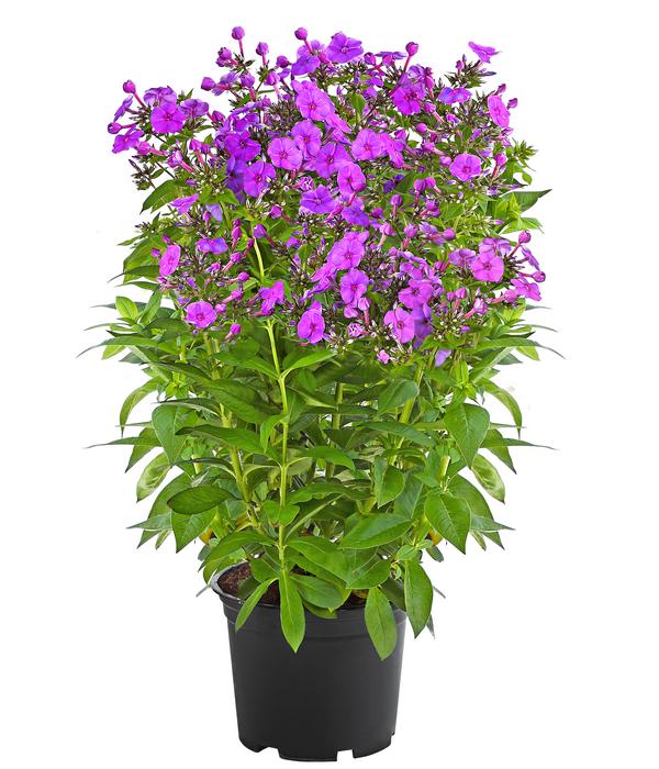 Stauden-Phlox, verschiedene Sorten