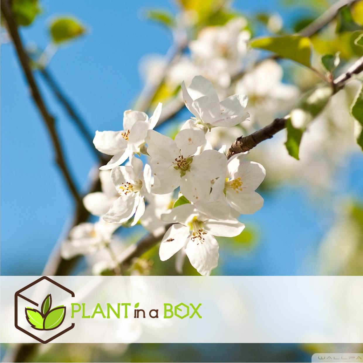 Sweet pillar - mélange de 3 - malus, pyrus, prunus - pot 9cm - hauteur 60-70cm