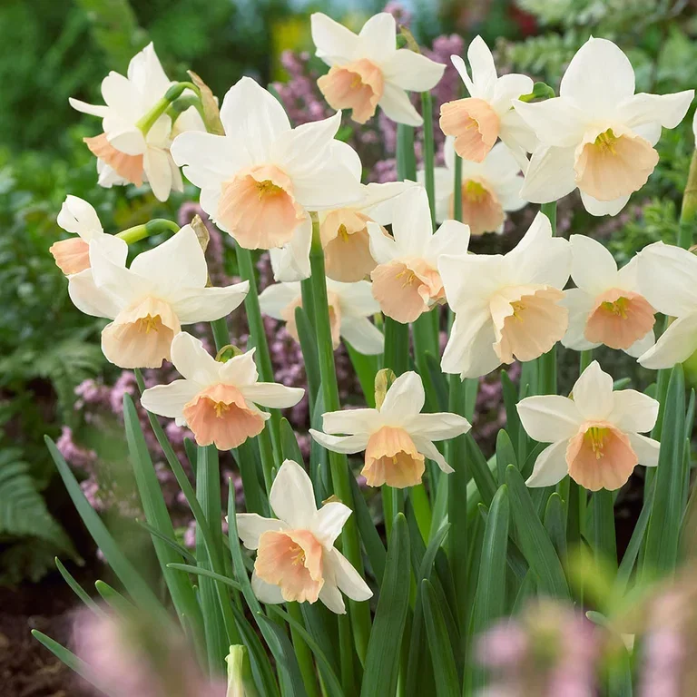 Narcissus cyclamineus 'Iwona' Påskelilje 'Iwona ' Ø12 cm