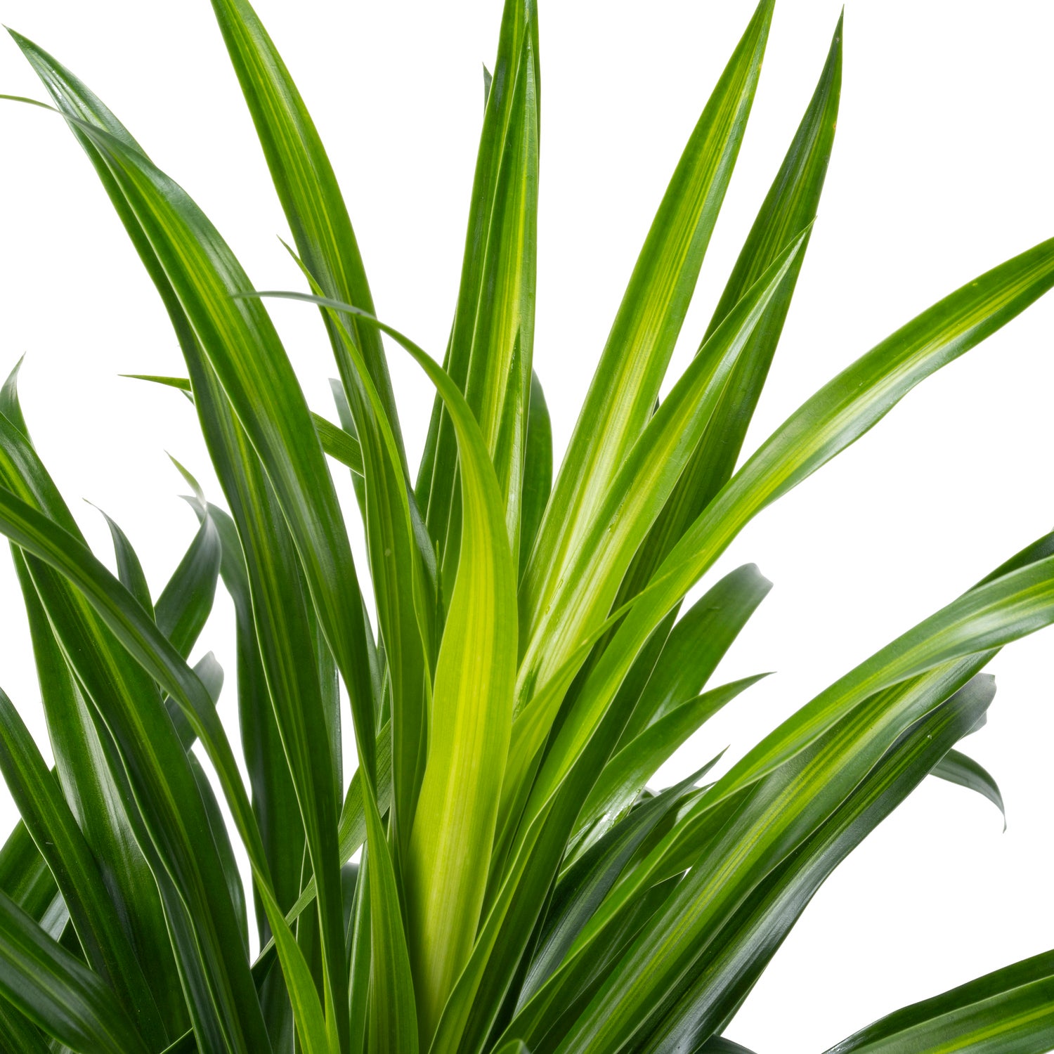 Drakenbloedboom (Dracaena reflexa 'Anita') D 27 H 110 cm