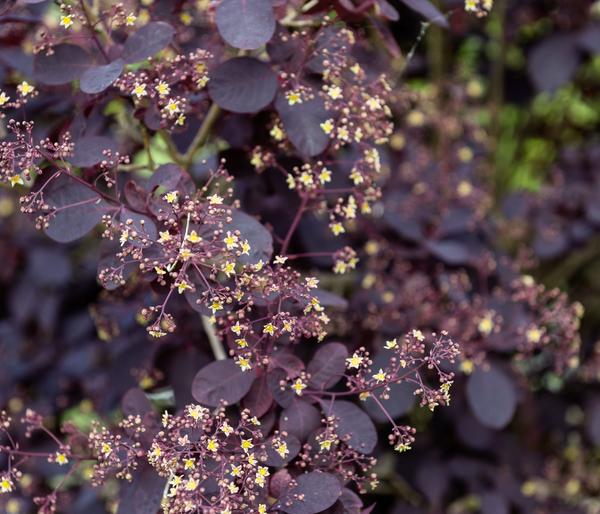 Perückenstrauch 'Royal Purple'