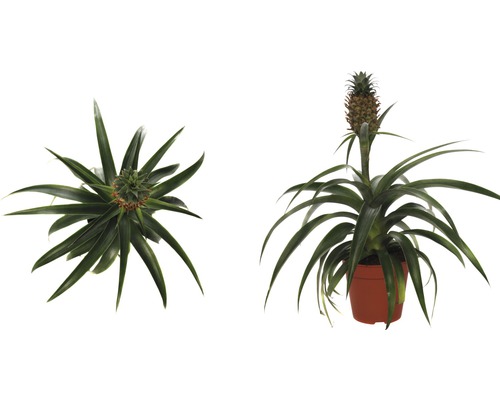 FloraSelf Ananas x Hybride H 45-55 cm Ø 12 cm pot
