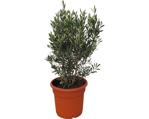 Olijfboom FloraSelf Olea europaea H 90-110 cm Ø 35 cm pot
