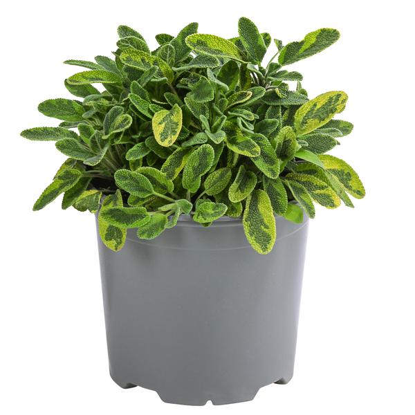 Dehner Gourmet Garten Goldsalbei