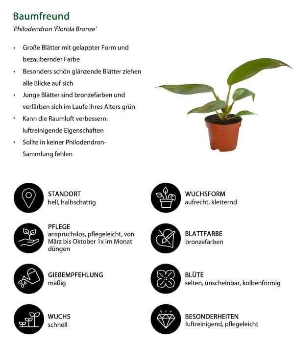 Zimmerpflanzen-Set Urban Jungle, 3-teilig