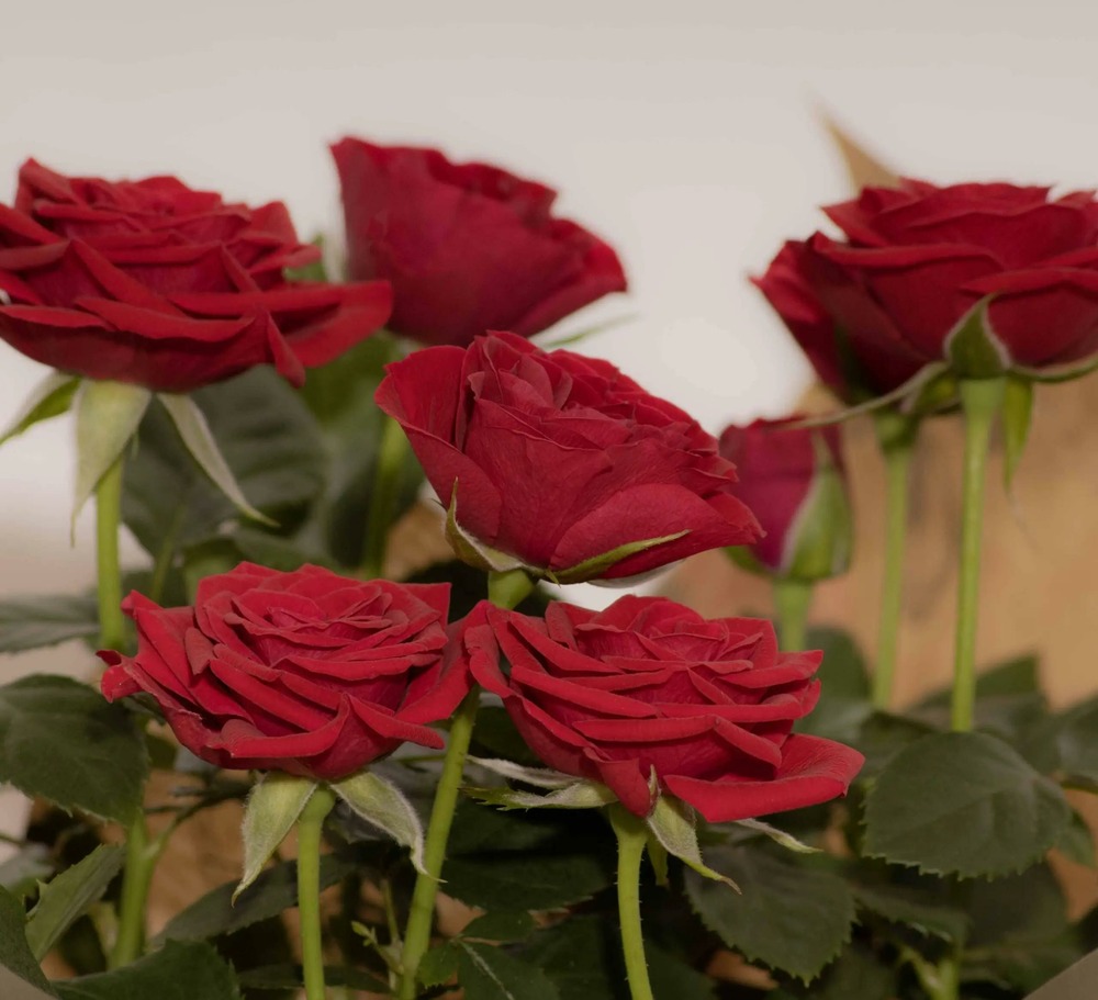 Rosier rouge