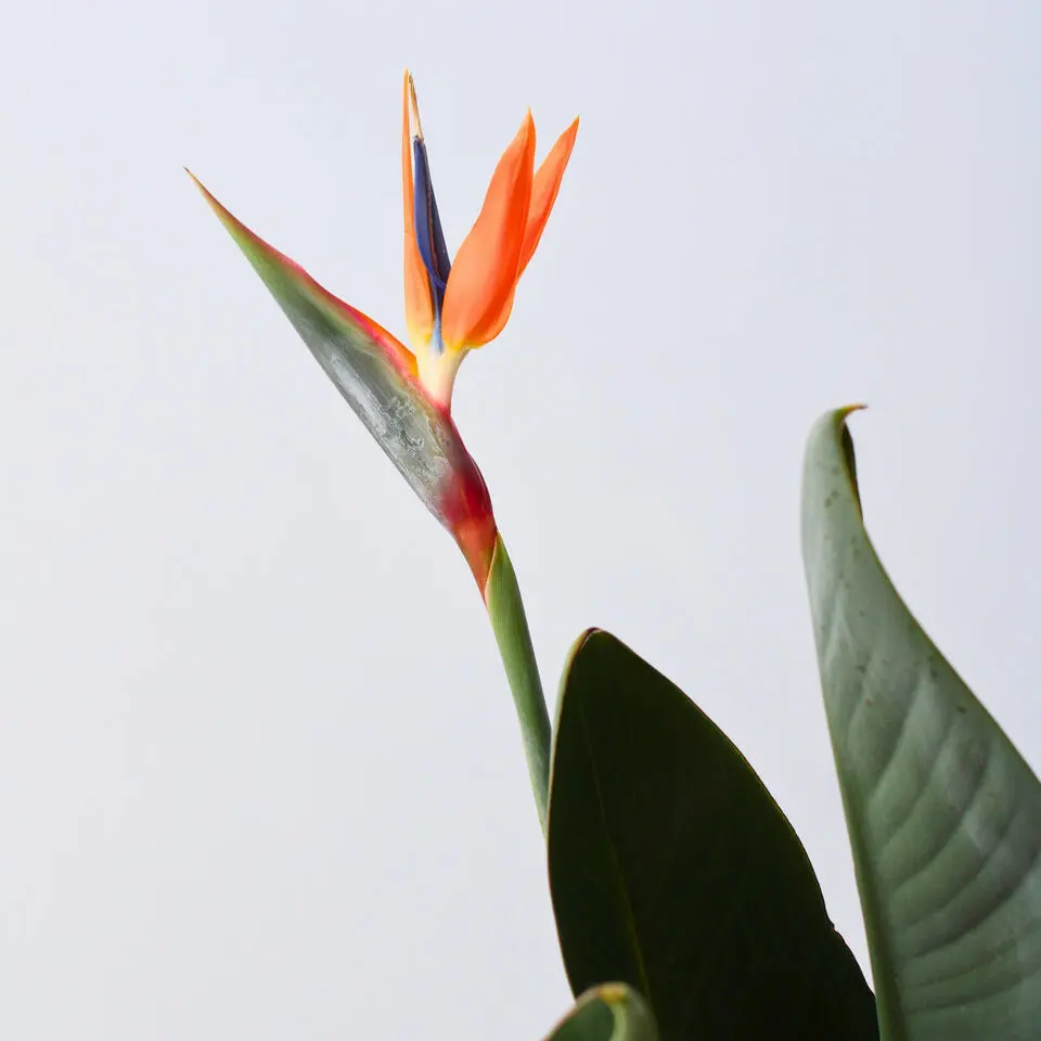 Paradijsvogelbloem - Strelitzia reginae - met bloemen - Hoogte 70-100cm - Ø19cm
