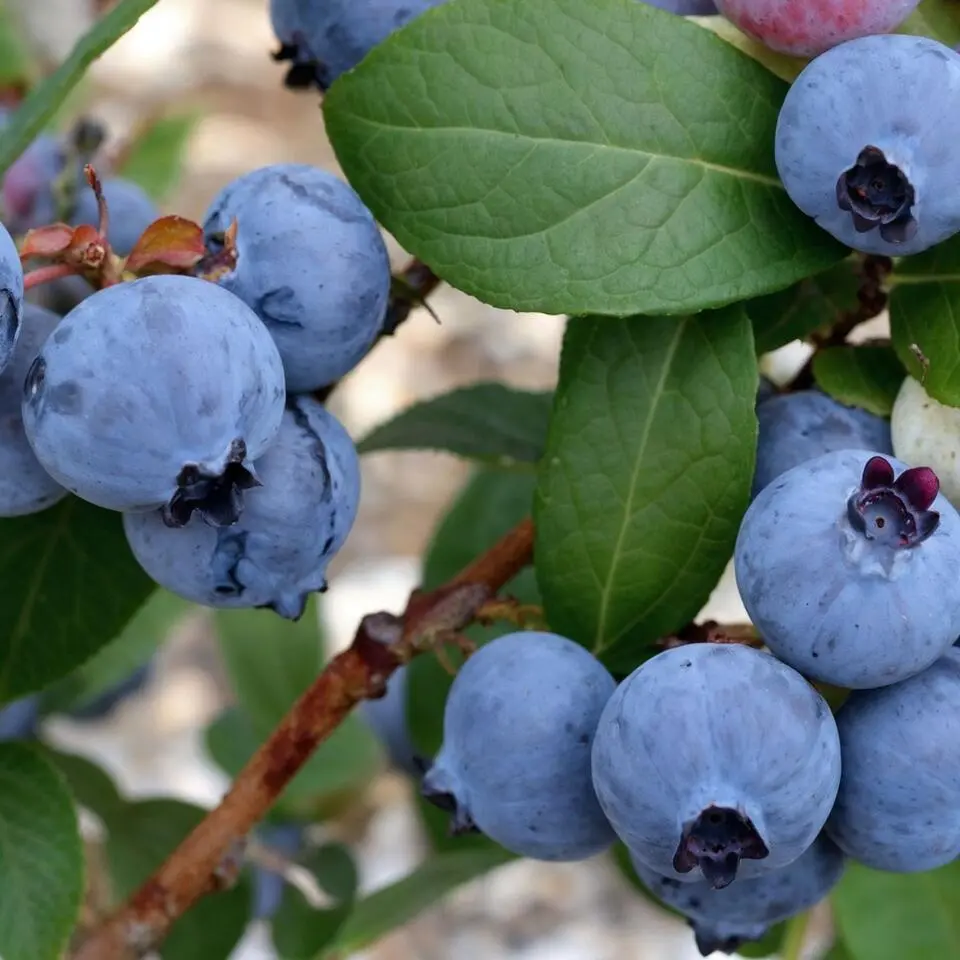 Blauwe bessen - Set van 6 - Vaccinium 'Sunshine Blue' - Hoogte 25-40cm - ⌀9cm