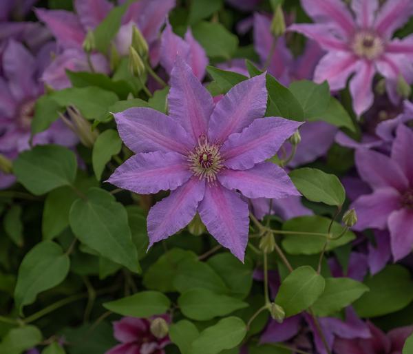 Waldrebe - Clematis 'Tumaini'