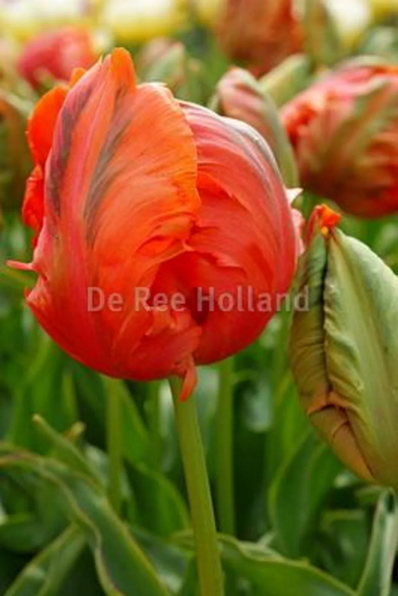 Tulipa gesneriana (Parrot Tulip-Group) 'Avignon Parrot' Papegøyetulipan 'Avignon Parrot'