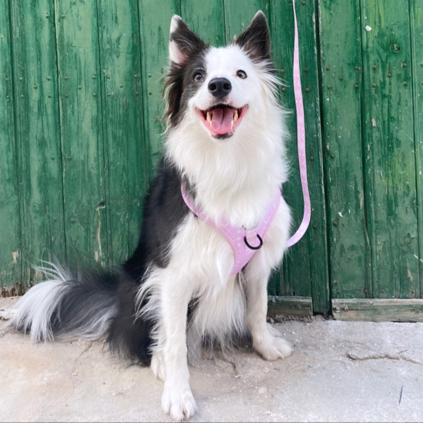 ONA - Coleira ajustável para cães Tail and Tropic