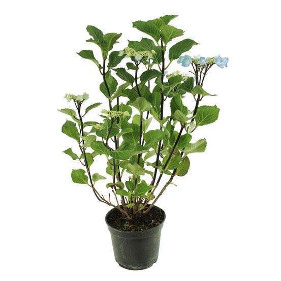 Hydrangea macrophylla ' Zorro bleu '® : conteneur 5 litres