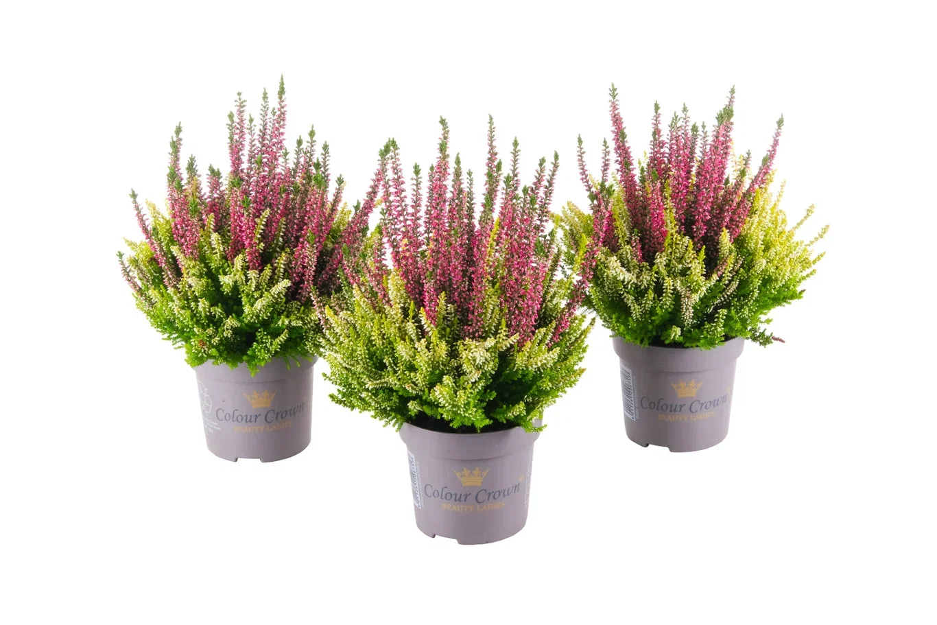 Calluna vulgaris (Beauty Ladies Series) 'Colour Crown' Røsslyng BEAUTY LADIES 'Color Crown' i skål Ø23 cm