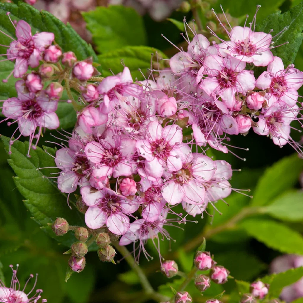 Spiraea betulifolia PINK SPARKLER Bjørkebladspirea PINK SPARKLER Ø22 cm