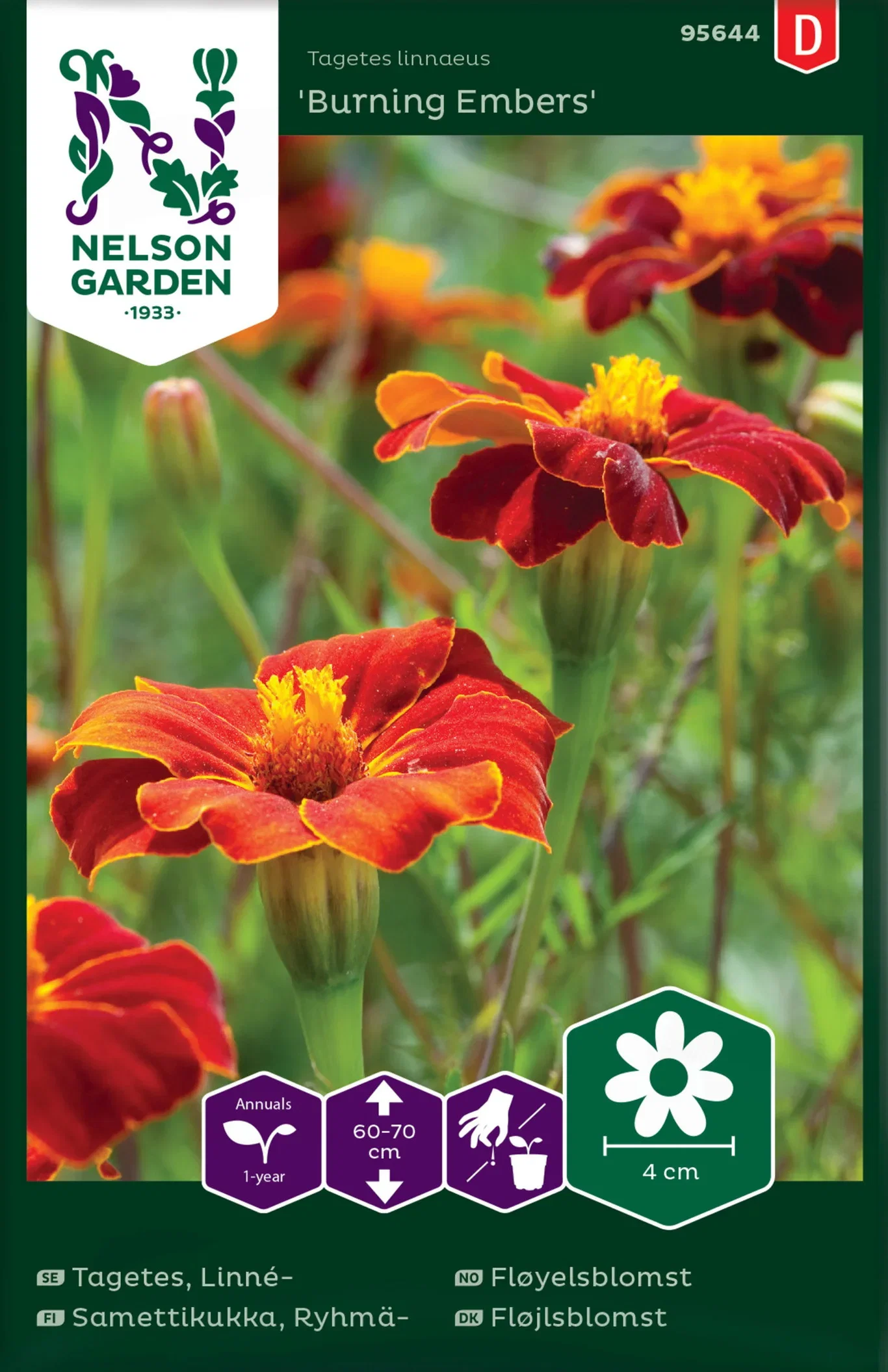 Tagetes linnaeus Fløyelseblomst 'Burning Embers'