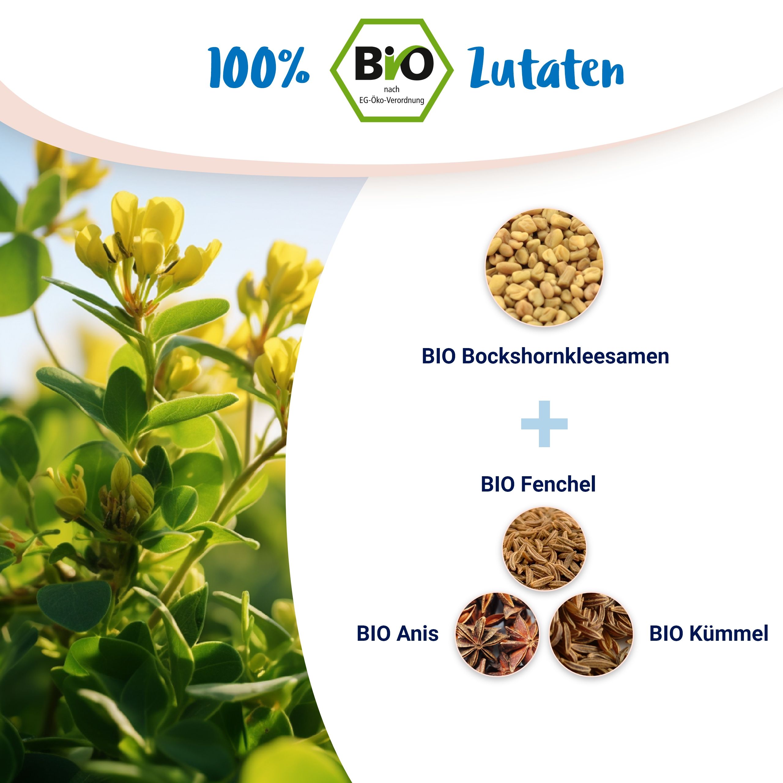 BIO Bockshornklee Komplex mit Anis, Kümmel, Fenchel - von PregniVital®