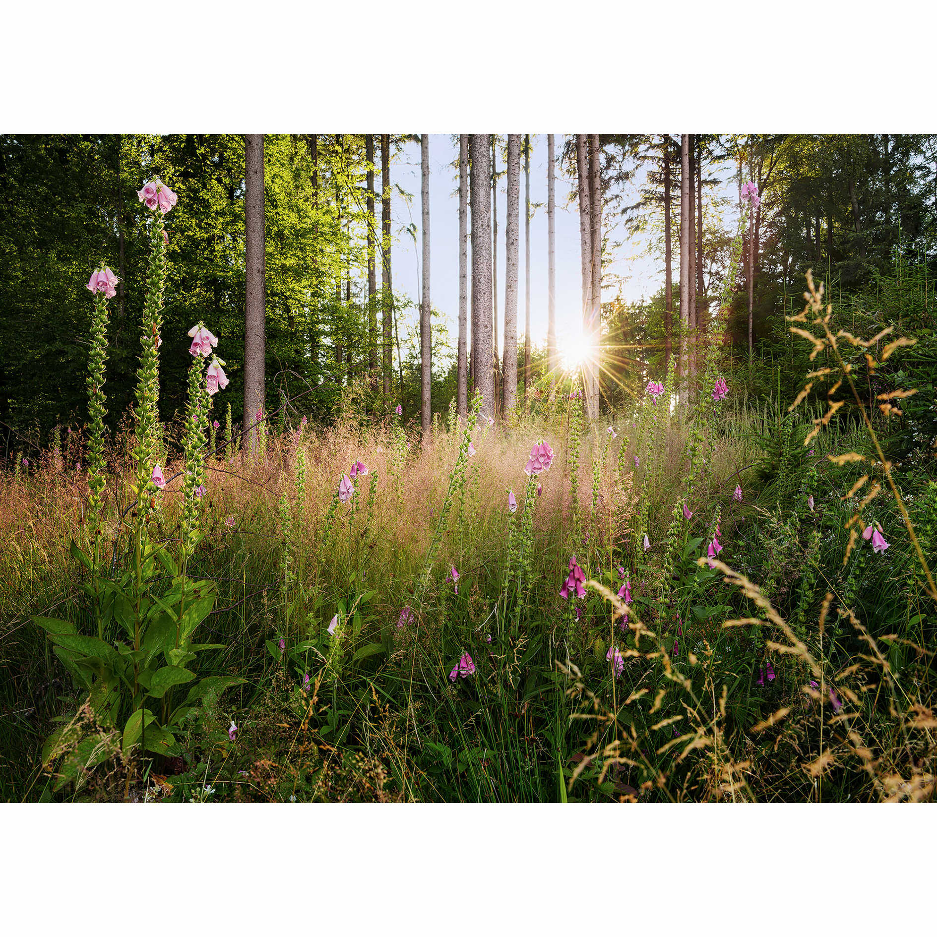 Vlies-Fototapete SUMMER GLADE - 350x250 cm