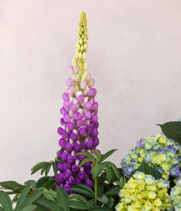 Lupine, verschiedene Sorten