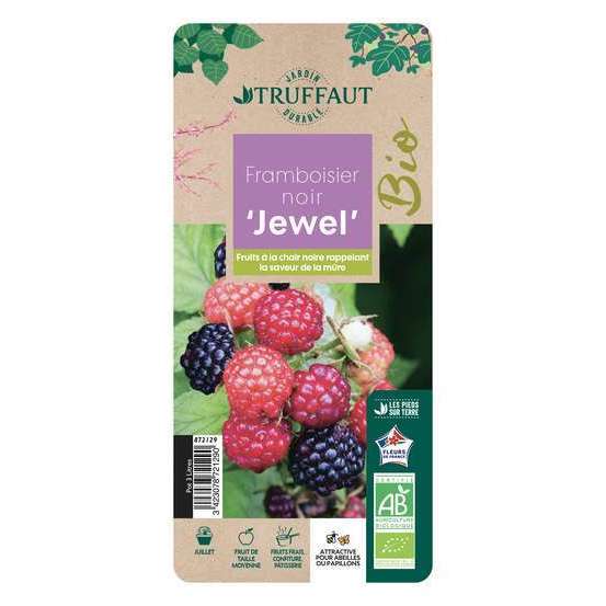 Framboisier 'Black Jewel' bio : pot de 3 litres