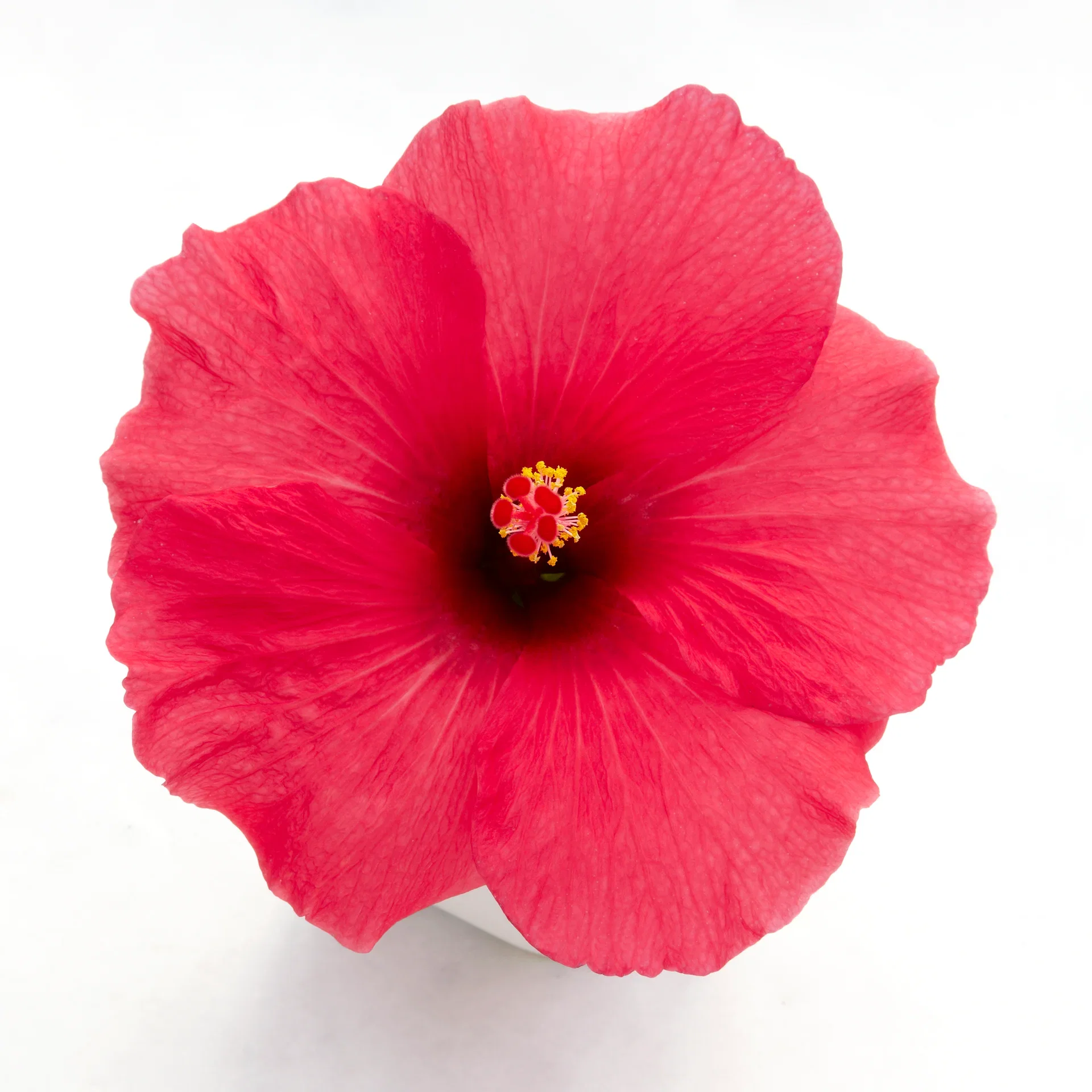 Hibiscus Hawaiirose Høyde 25 cm