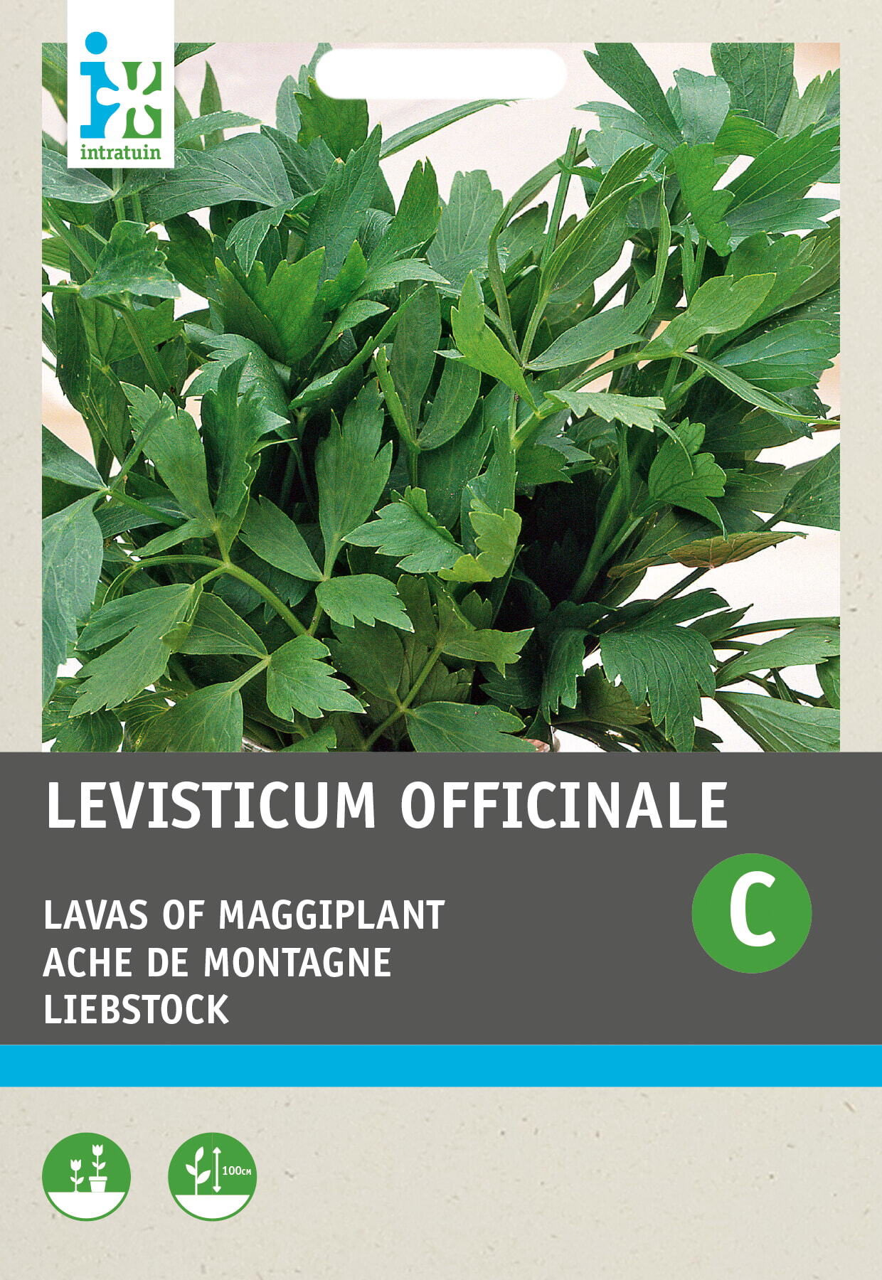 Intratuin kruidenzaad Lavas of Maggiplant (Levisticum officinalis)