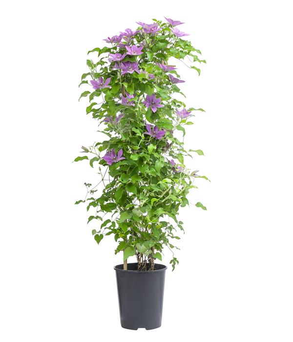 Waldrebe - Clematis 'Bridgewater'
